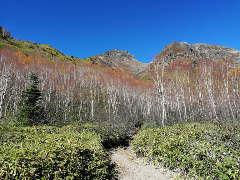 Yakedake hiking trail forest.