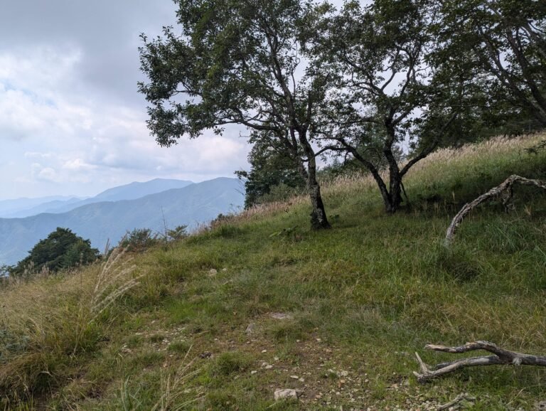 Pampas grass on Mt Kentoku.